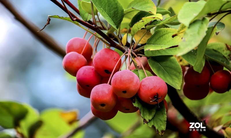 新年祝福版主及各位老友新朋！万事如意！