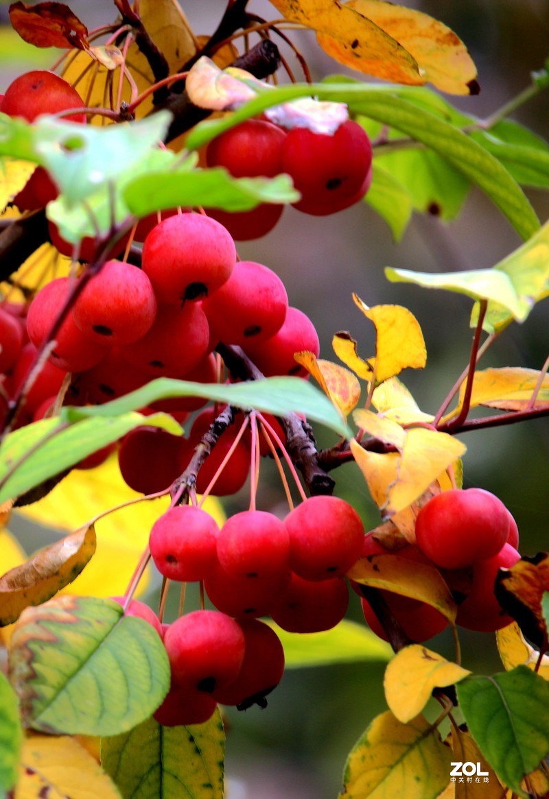 新年祝福版主及各位老友新朋！万事如意！