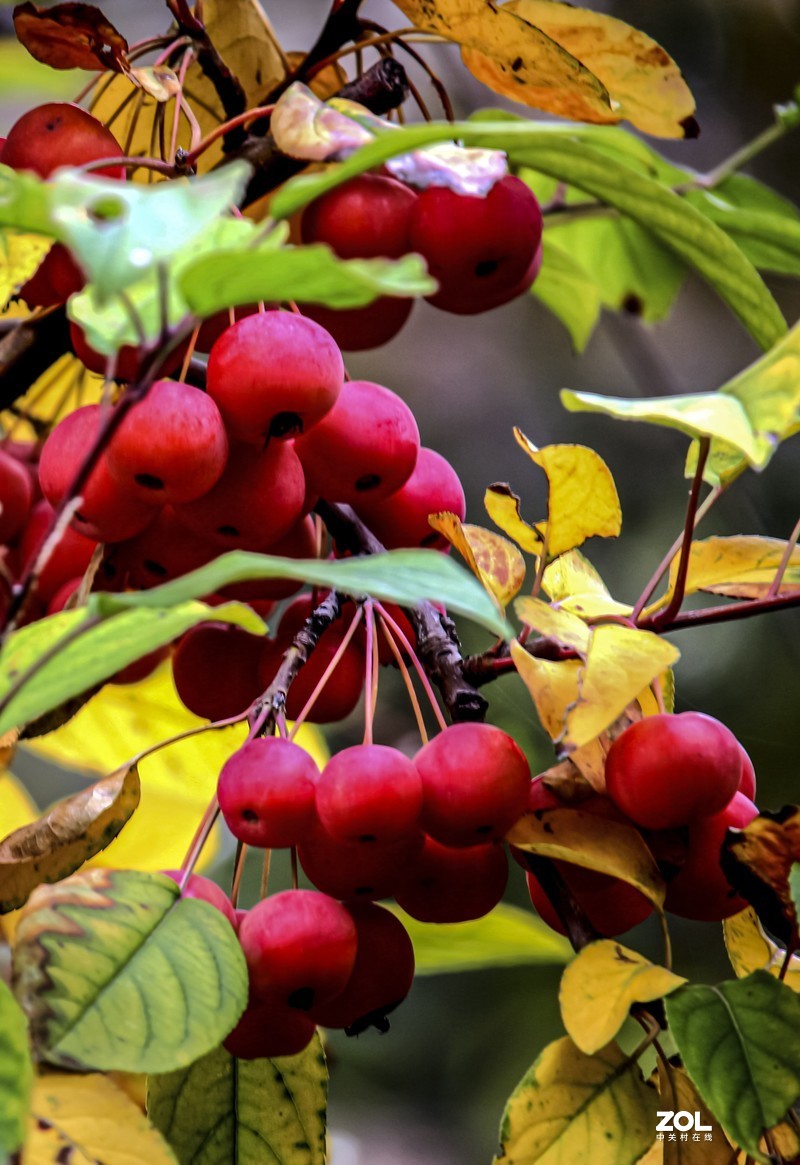 新年祝福版主及各位老友新朋！万事如意！