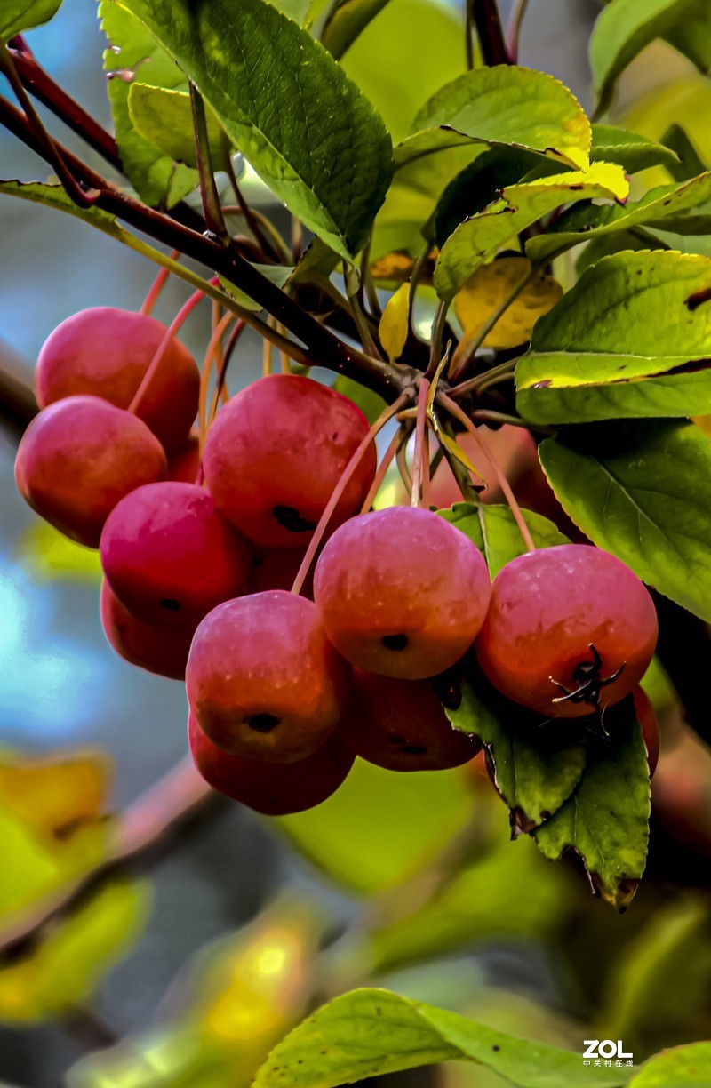 新年祝福版主及各位老友新朋！万事如意！