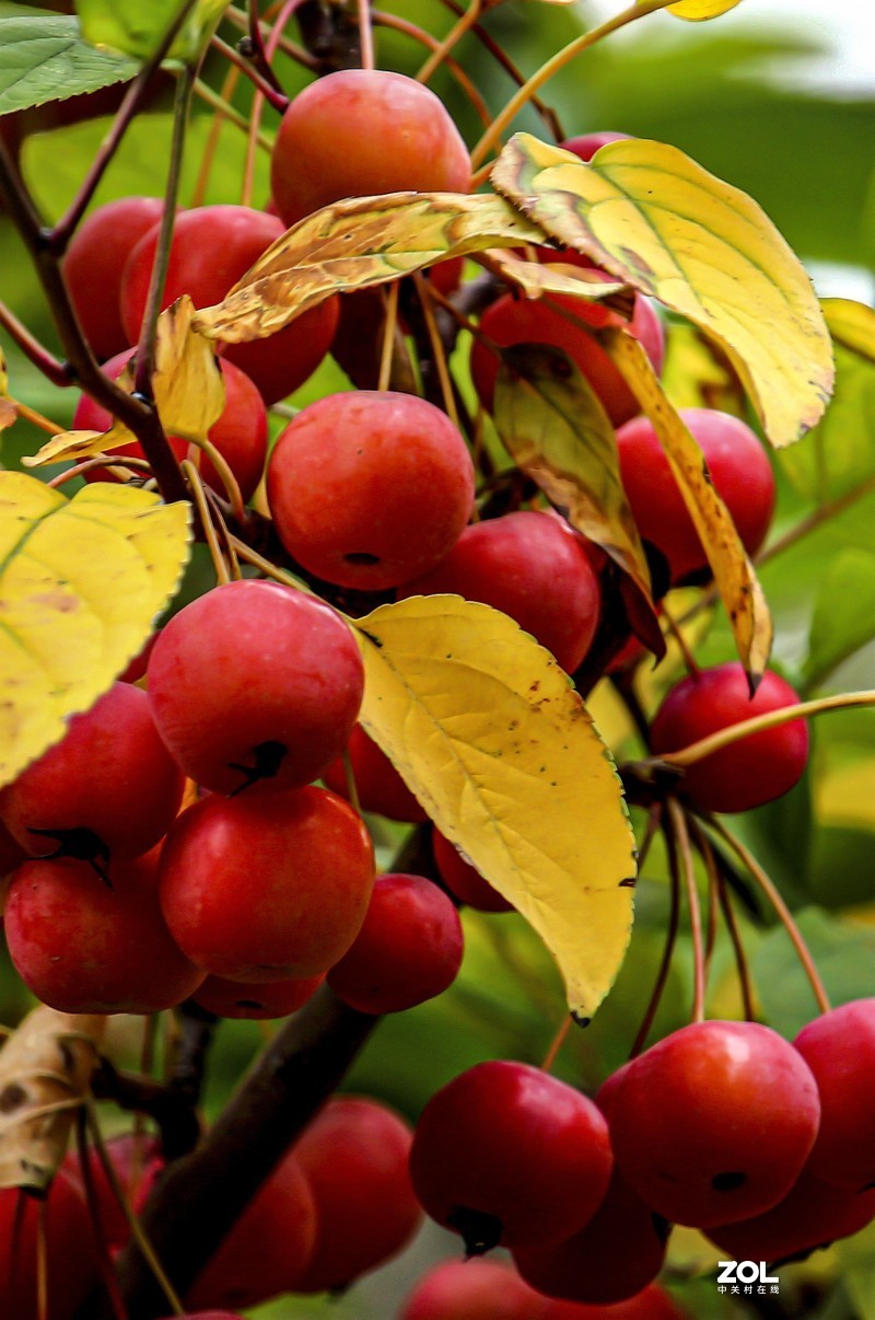 新年祝福版主及各位老友新朋！万事如意！