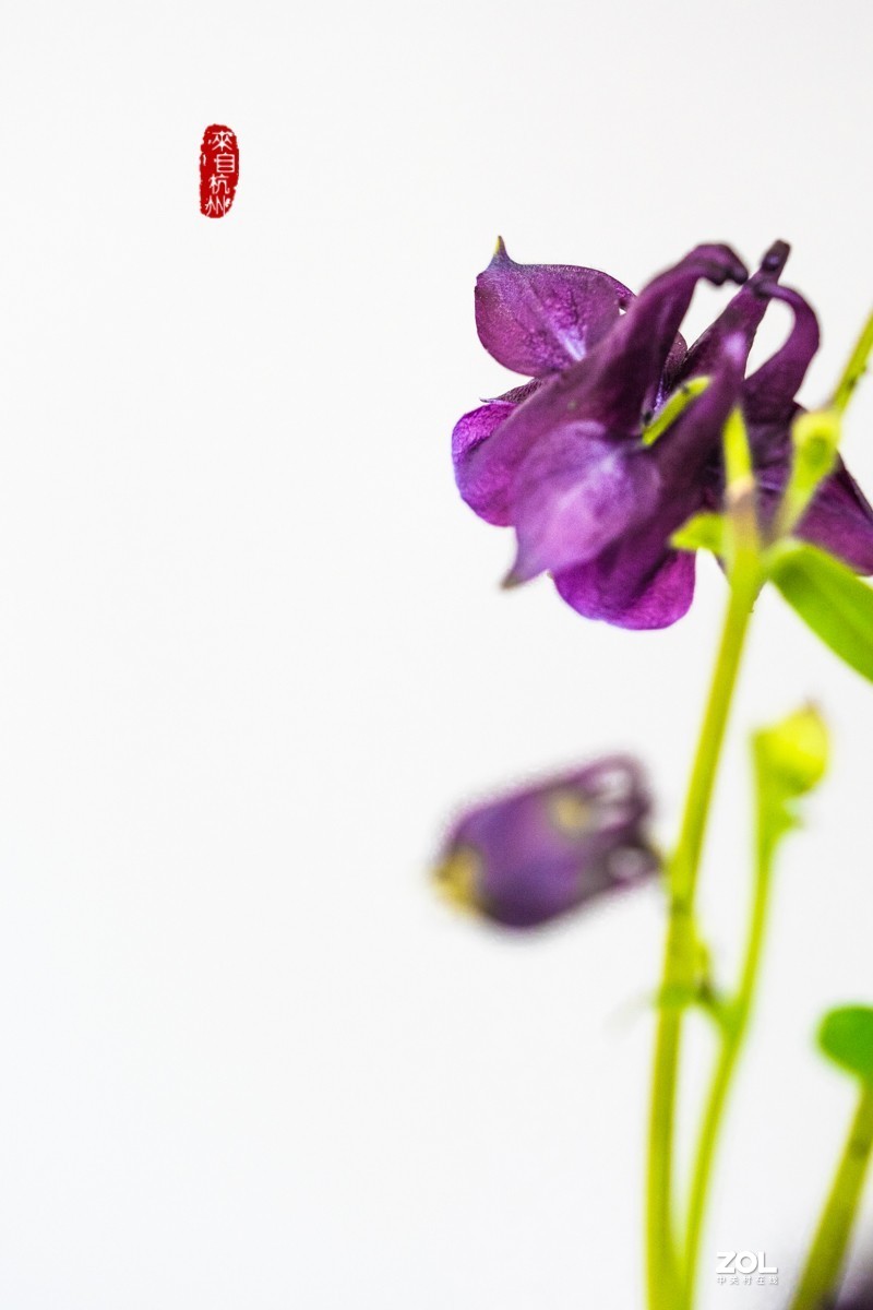 耧斗菜 — 被名字耽误的美花（7）