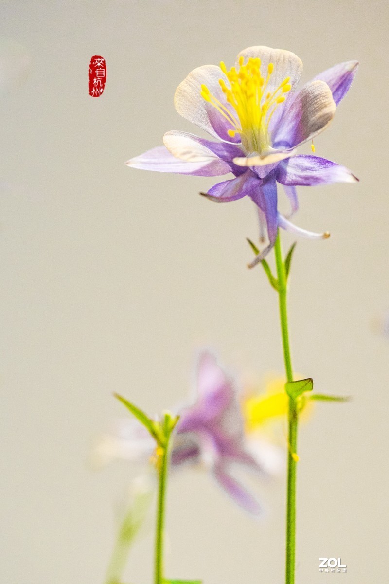 耧斗菜 — 被名字耽误的美花（7）