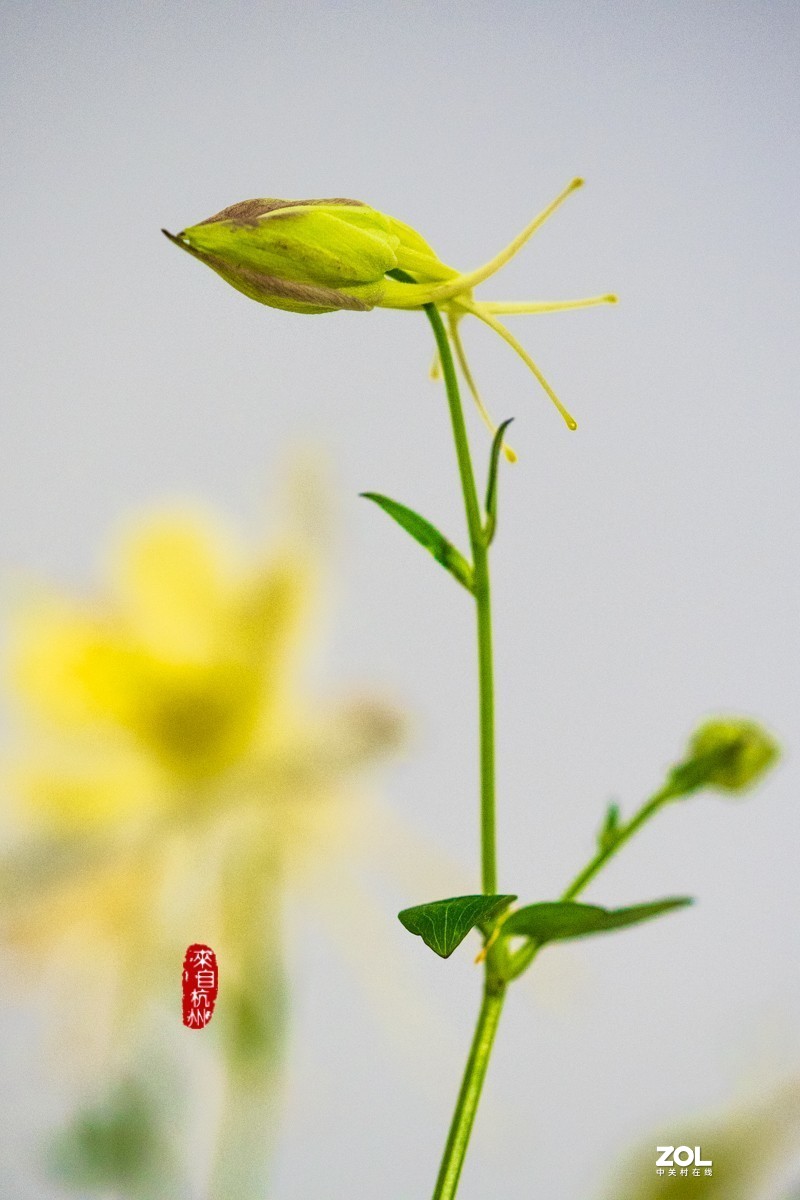 耧斗菜 — 被名字耽误的美花（7）