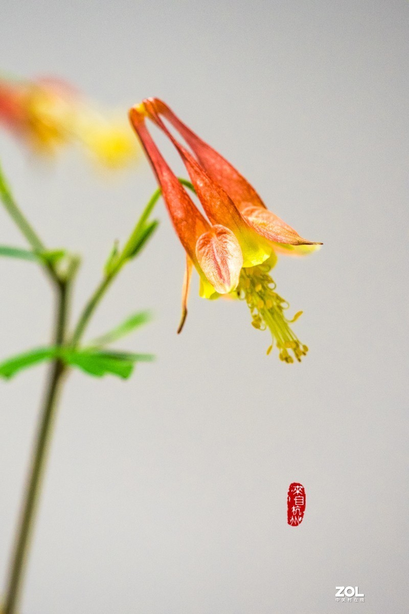 耧斗菜 — 被名字耽误的美花（7）