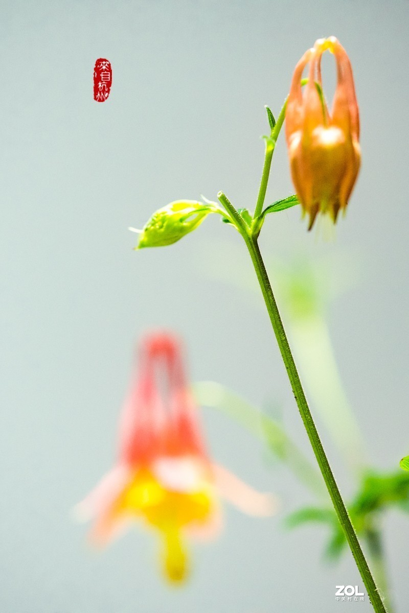 耧斗菜 — 被名字耽误的美花（7）