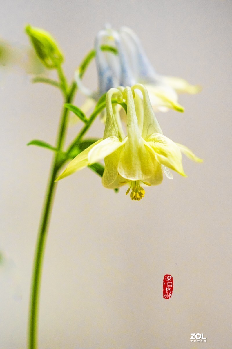 耧斗菜 — 被名字耽误的美花（7）