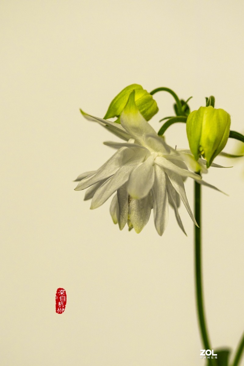 耧斗菜 — 被名字耽误的美花（7）