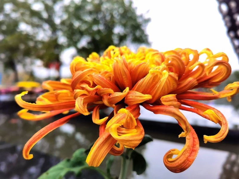 菊