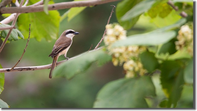 各位老朋友新年快乐