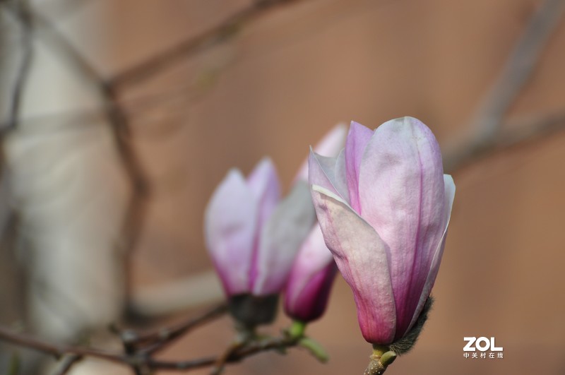 新购长焦镜头试拍，发图分享。