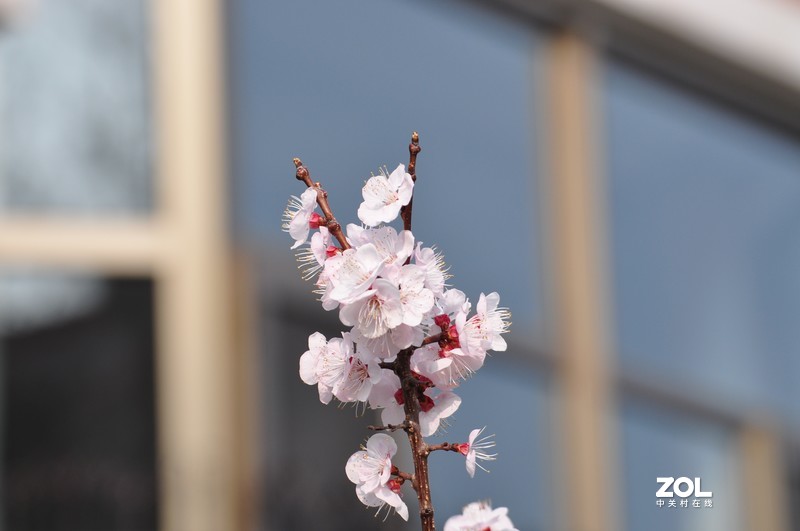 新购长焦镜头试拍，发图分享。