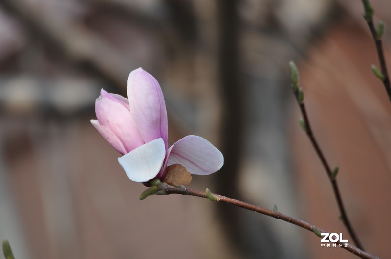 新购长焦镜头试拍，发图分享。