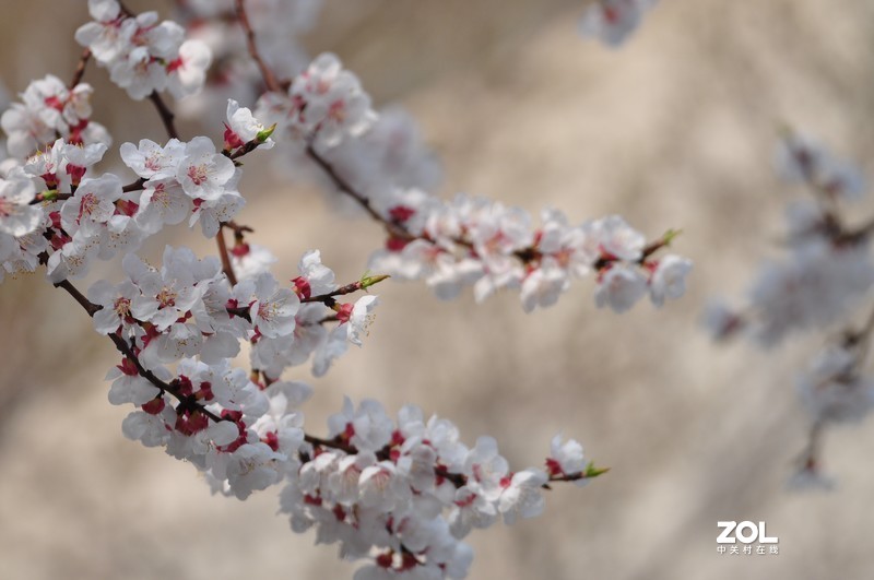 新购长焦镜头试拍，发图分享。