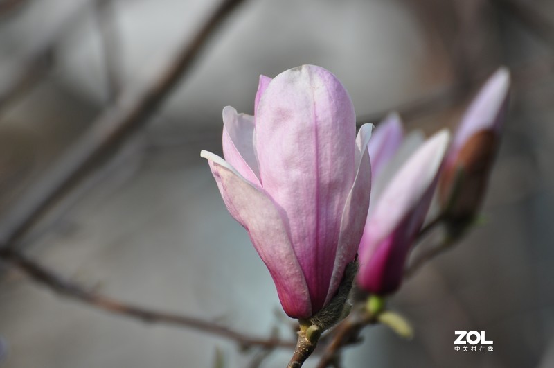 新购长焦镜头试拍，发图分享。