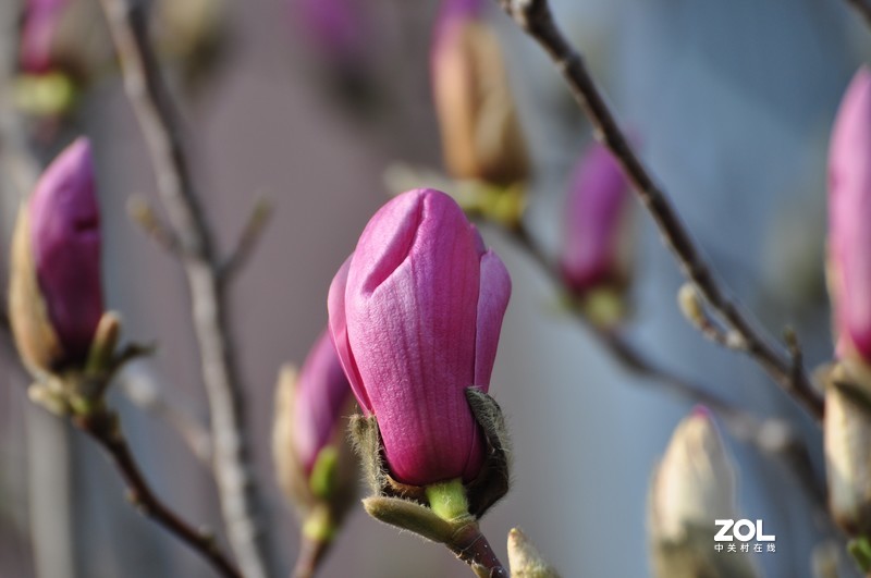 新购长焦镜头试拍，发图分享。