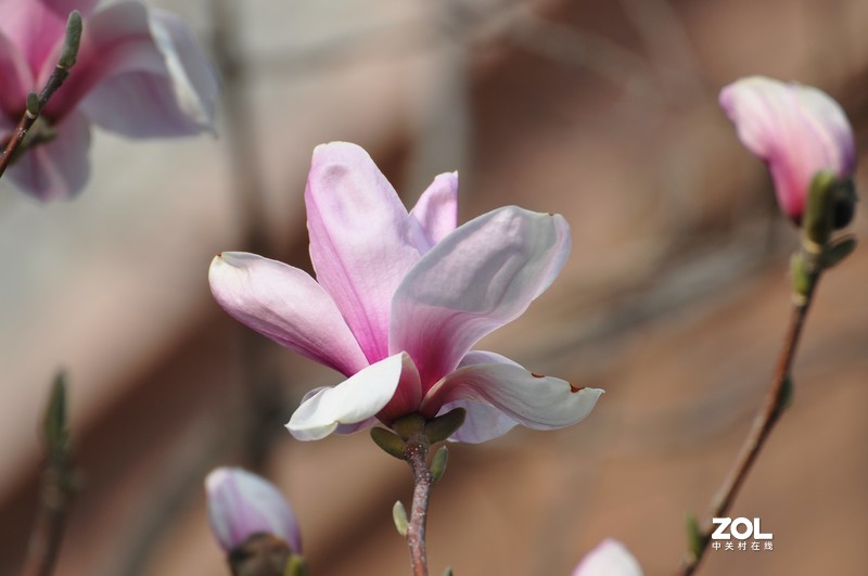 新购长焦镜头试拍，发图分享。