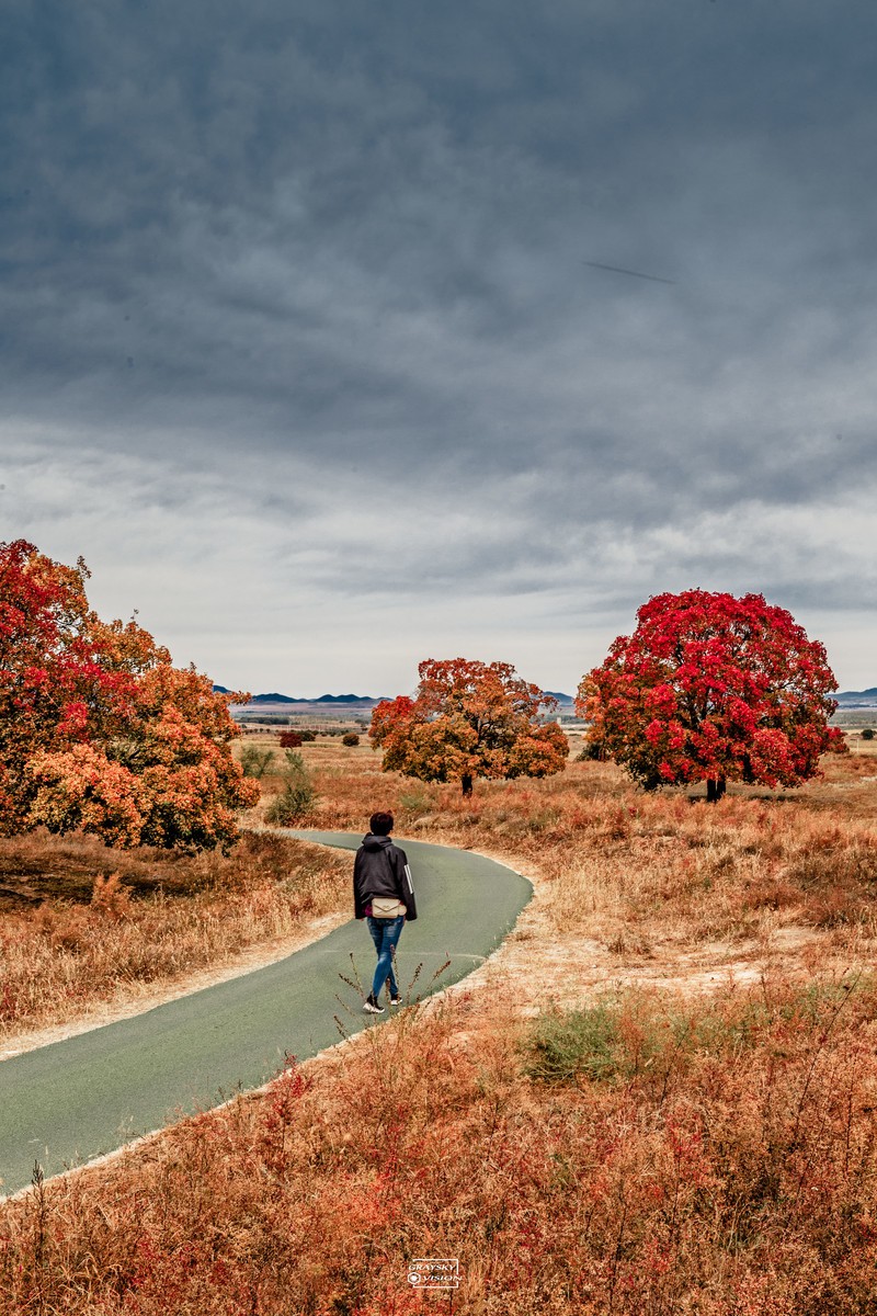 代钦塔拉五角枫