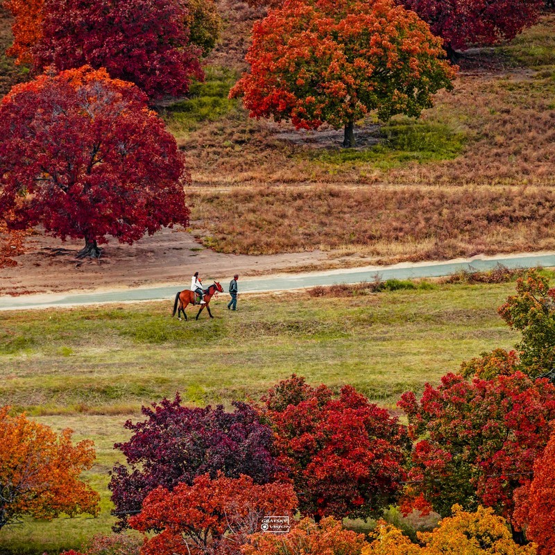 代钦塔拉五角枫