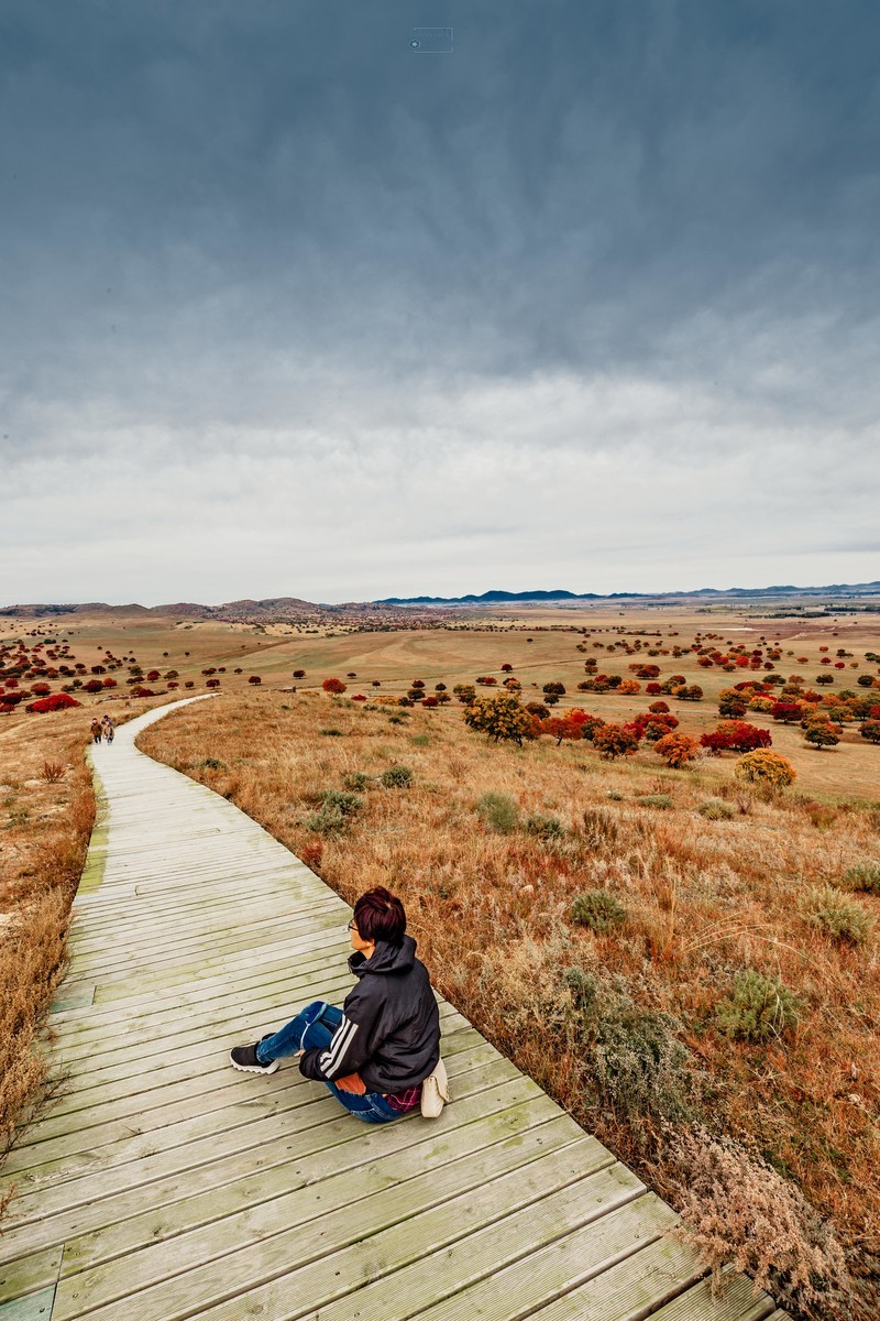 代钦塔拉五角枫