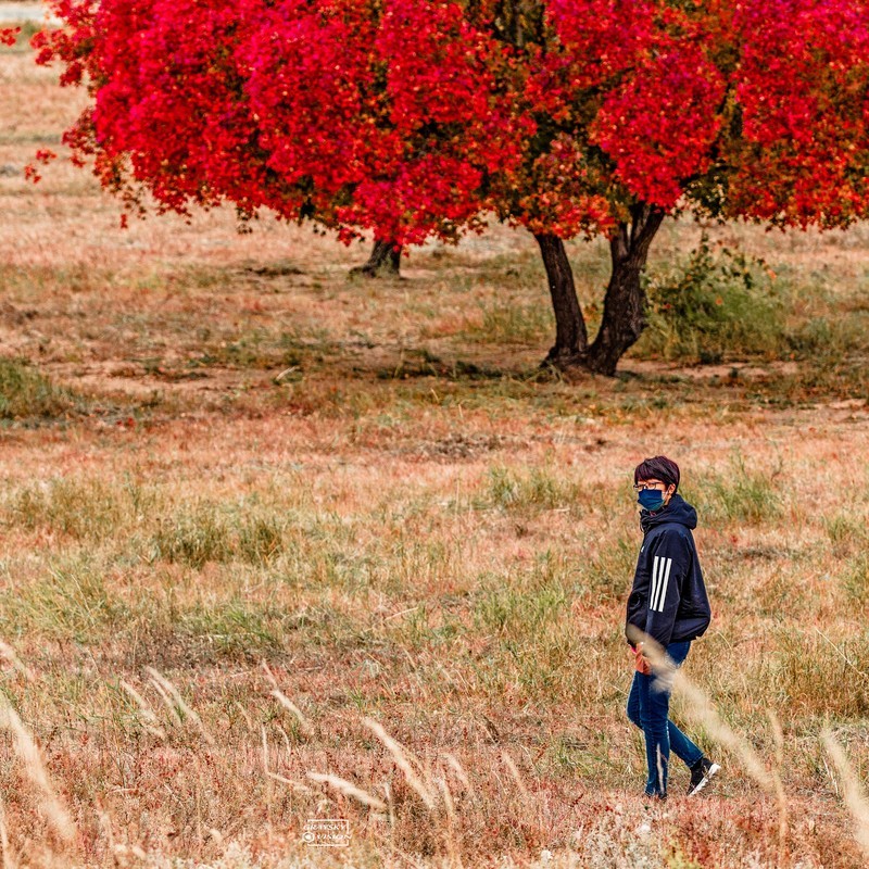 代钦塔拉五角枫