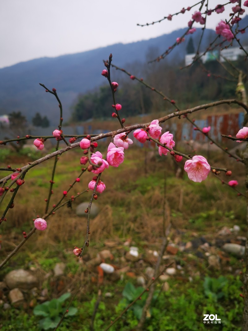 冬日红梅吐新蕊，来年鸿运正当头！