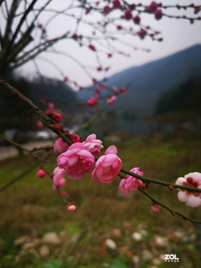 冬日红梅吐新蕊，来年鸿运正当头！