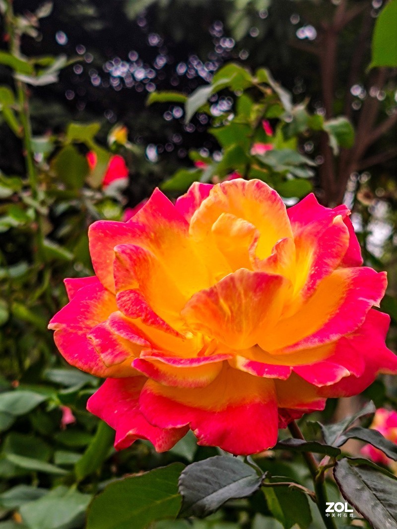 香蜜湖月季花