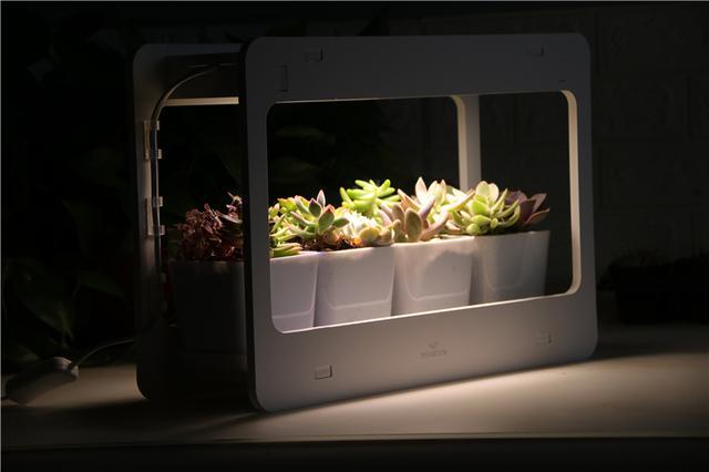 自带人造阳光，多肉植物才养的好！Miniature种植机体验