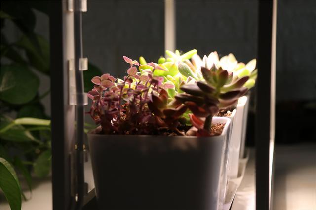 自带人造阳光，多肉植物才养的好！Miniature种植机体验
