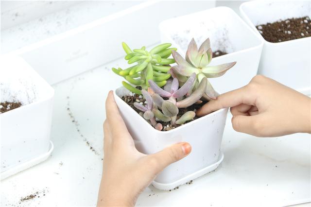 自带人造阳光，多肉植物才养的好！Miniature种植机体验