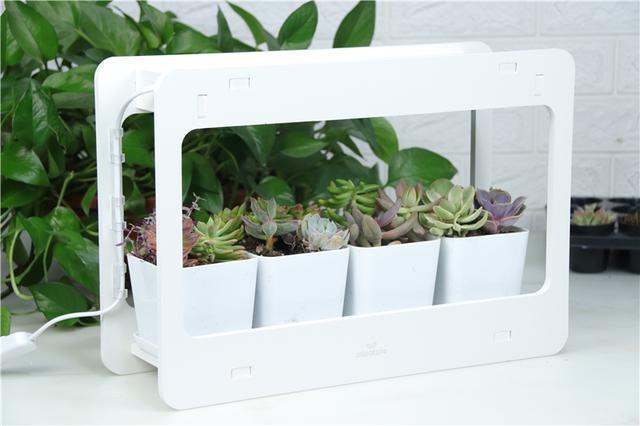 自带人造阳光，多肉植物才养的好！Miniature种植机体验