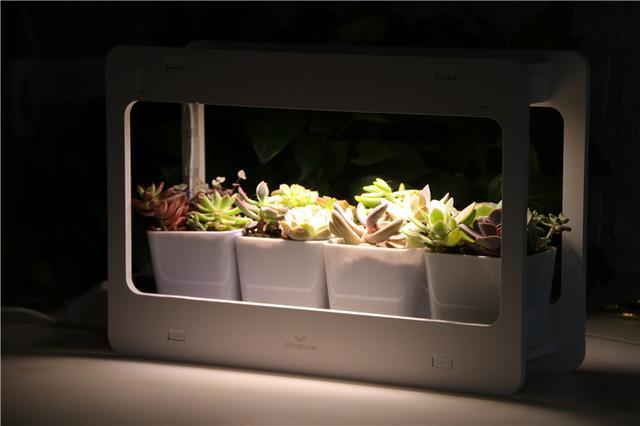 自带人造阳光，多肉植物才养的好！Miniature种植机体验