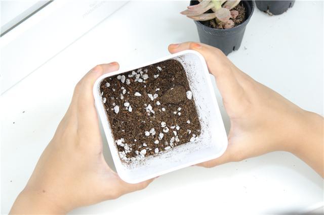 自带人造阳光，多肉植物才养的好！Miniature种植机体验