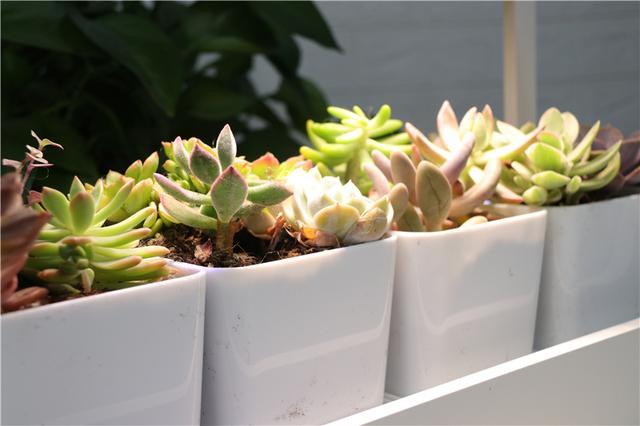 自带人造阳光，多肉植物才养的好！Miniature种植机体验
