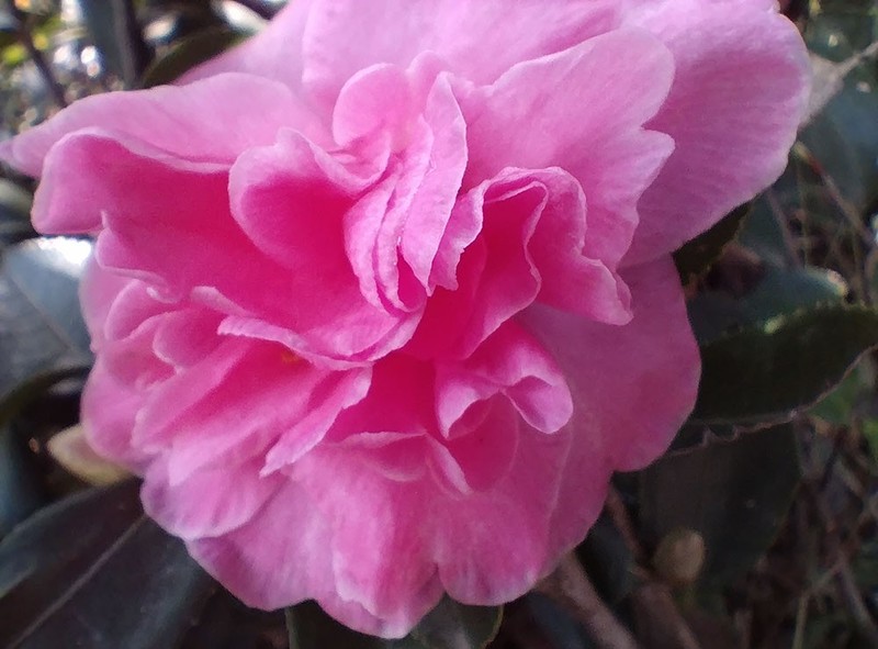 超低温电池+热成像+红外夜视，三项硬核功能，AGM G1系列手机玩明白了