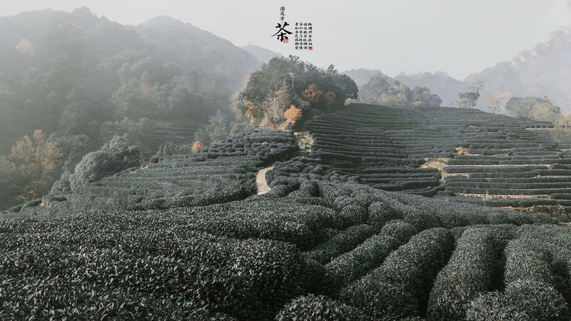 茶