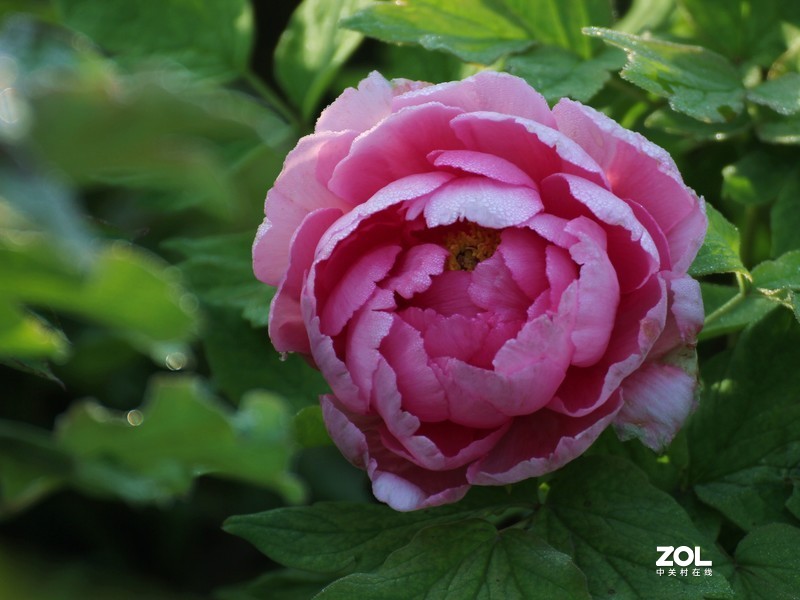 有此倾城好颜---牡丹