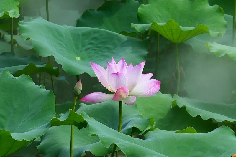 荷