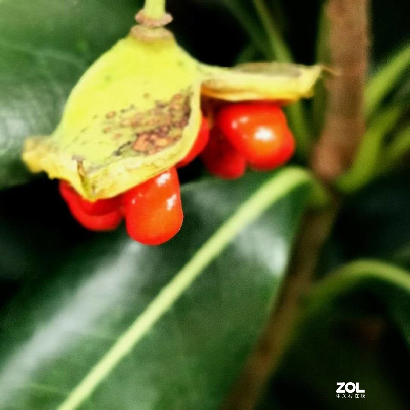 近摄圈拍微距——冬青小红果