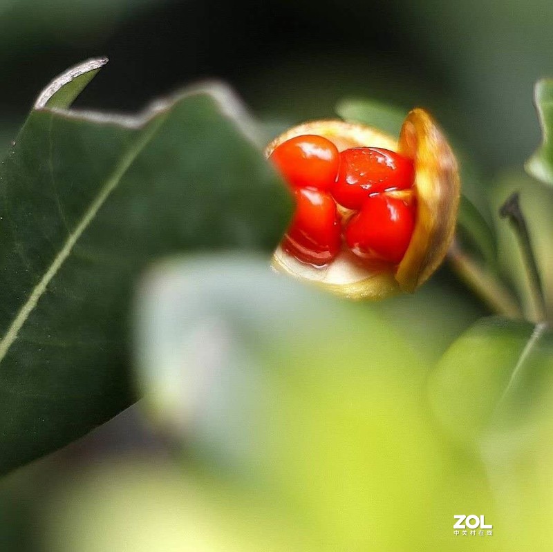 近摄圈拍微距——冬青小红果