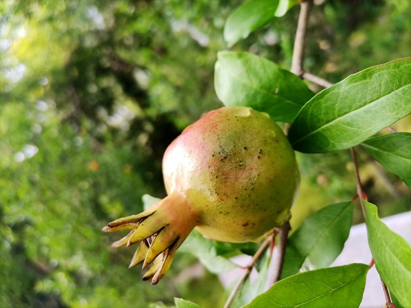 千元5G荣耀30青春版综合体验——换芯的青春依然别致