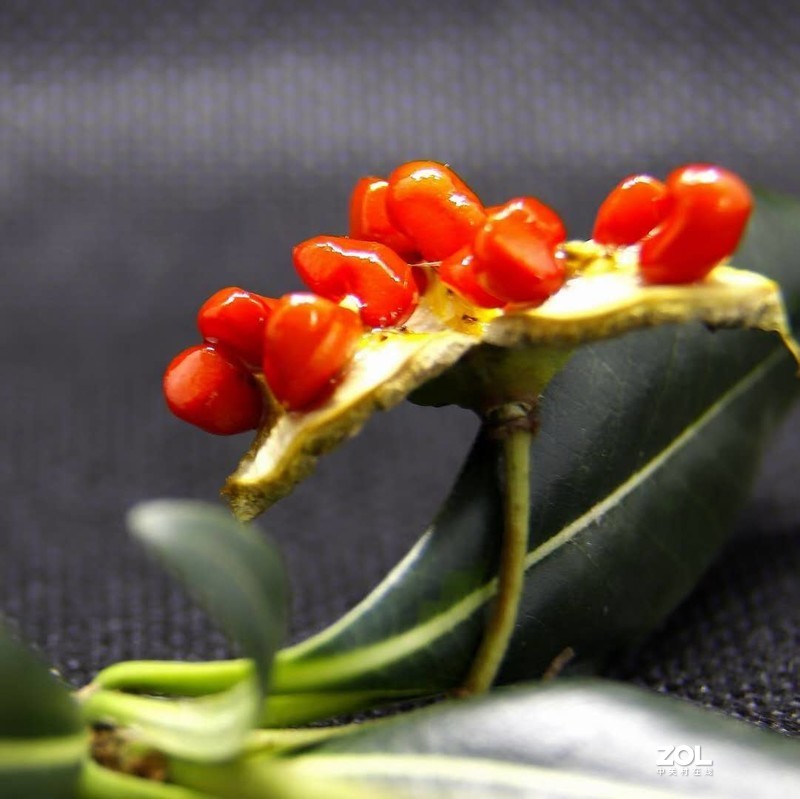 近摄圈拍微距——冬青小红果