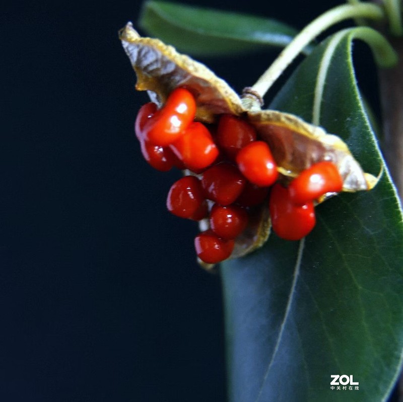 近摄圈拍微距——冬青小红果