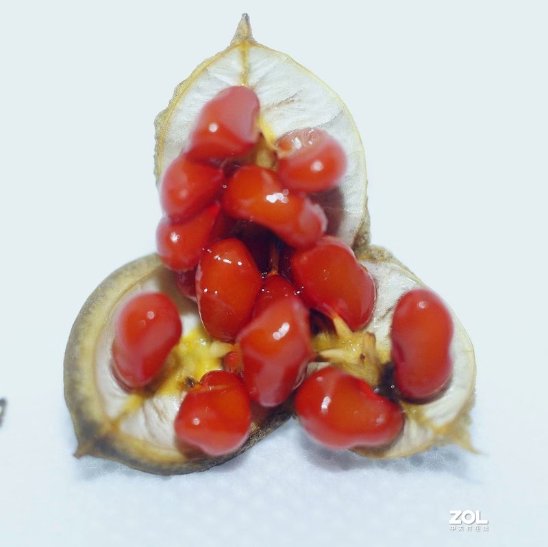 近摄圈拍微距——冬青小红果