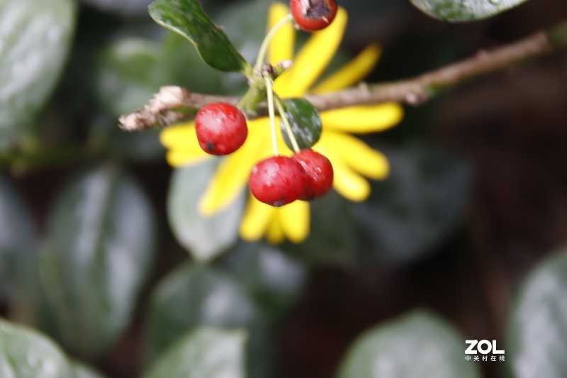 近摄圈拍微距——冬青小红果