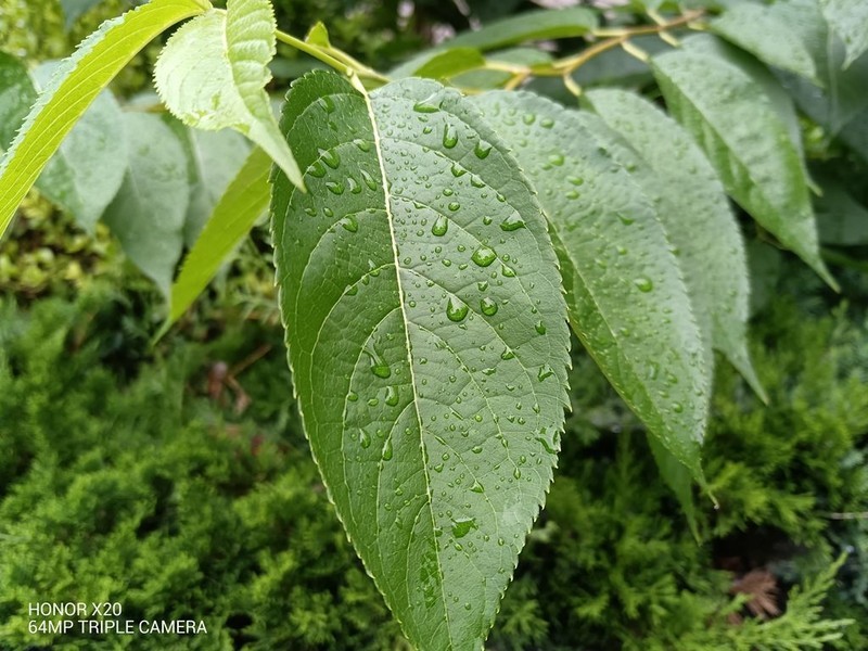 120Hz高刷全视屏、66W超级快充，畅快到起飞，荣耀X20全面测评