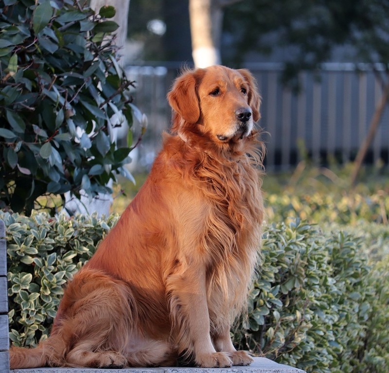 温顺的金毛犬