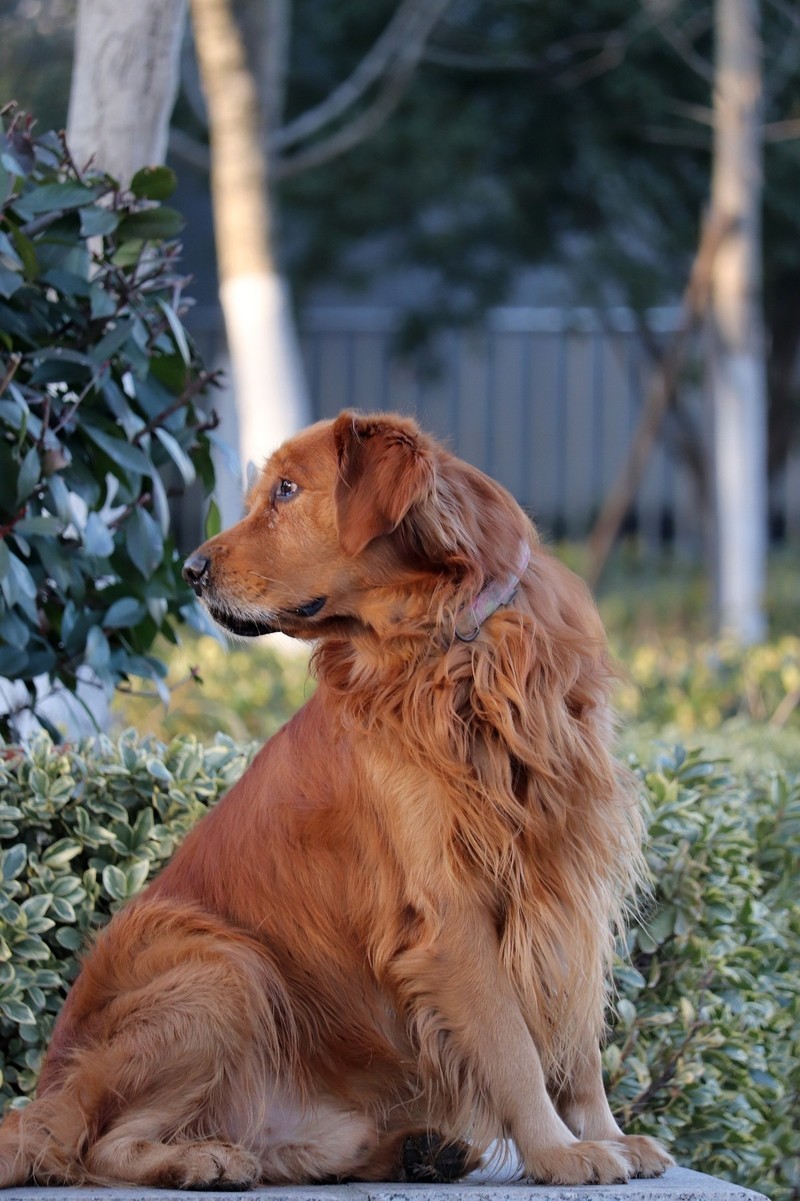 温顺的金毛犬