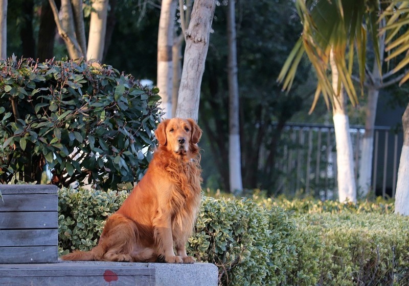 温顺的金毛犬